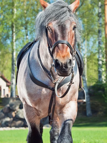 Porträtt av belgiska djupgående häst. — Stockfoto