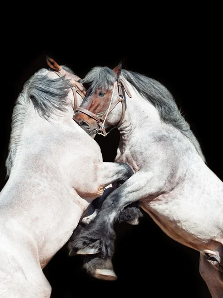 Дві племінні коні, що виростають. ізольовані на чорному — стокове фото