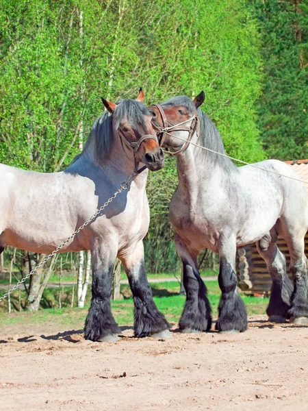 Two fighting brabant stallions. — Stock Photo, Image