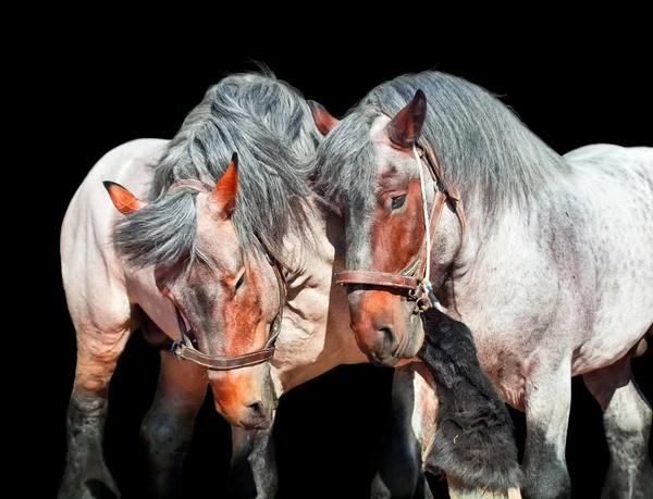 Zwei kämpfende Brabant Hengste. isoliert auf schwarz — Stockfoto