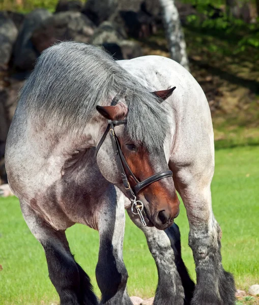 Retrato de cavalo de tracção belga . — Fotografia de Stock