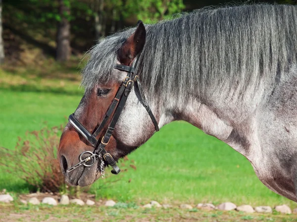 Portrait of Belgian draught horse. — Stock Photo, Image