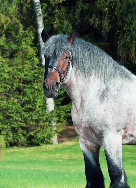 Retrato de cavalo de tracção belga . — Fotografia de Stock