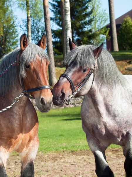 Ritratti di cavalli da tiro belgi . — Foto Stock