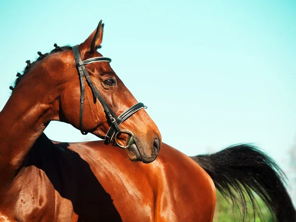 Ritratto della baia cavallo sportivo — Foto Stock