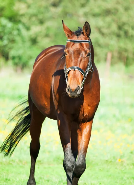 Caballo deportivo de bahía — Foto de Stock