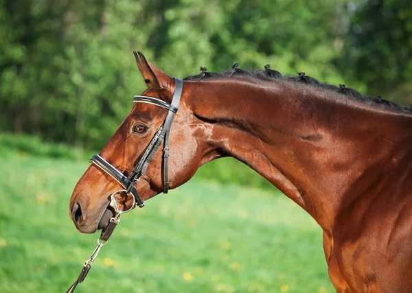 Retrato de cavalo esportivo baía — Fotografia de Stock