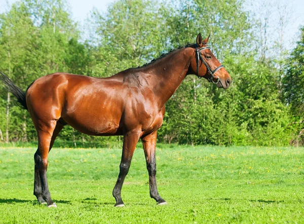 Full body of bay sportive horse — Stock Photo, Image