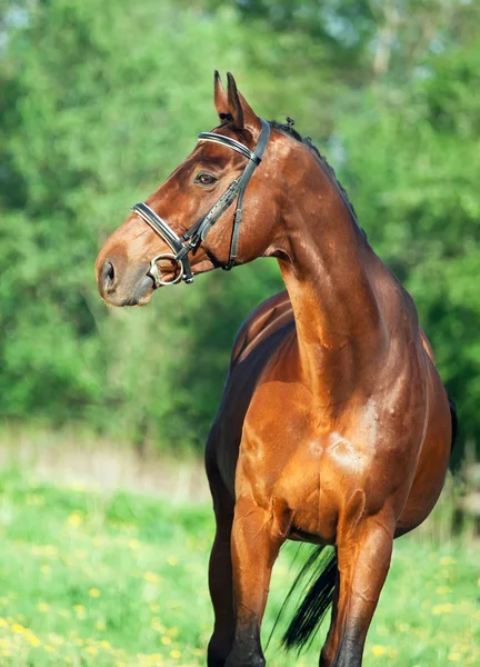 Portrait of bay sportive horse — стоковое фото