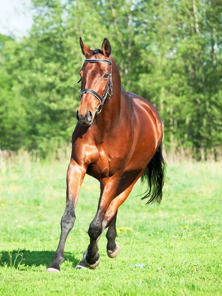 Kör bay sportig häst på vår äng — Stockfoto
