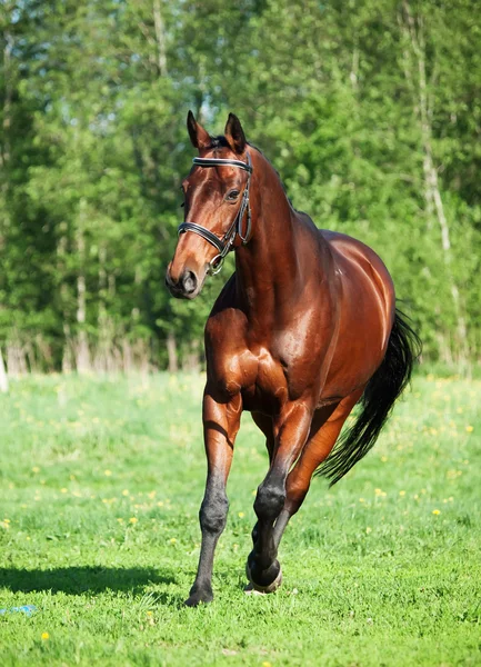 Běží sportovní kůň na jarní louce — Stock fotografie