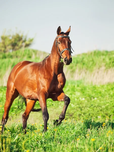 Corriendo caballo deportivo de bahía en el prado de primavera — Foto de Stock