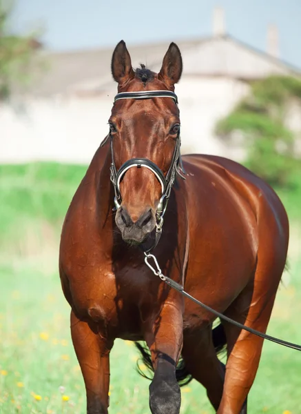 Baía de passeio cavalo esportivo em longe — Fotografia de Stock