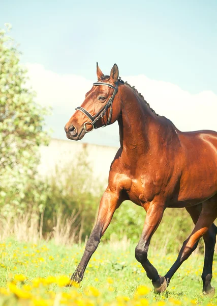 Öböl sportos ló futott a tavaszi rét — Stock Fotó