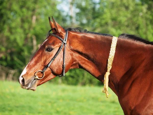 Retrato de caballo Akhal teke — Foto de Stock