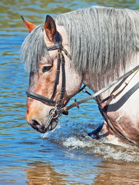 Portrait of Belgian draught horse in lake. — Stock Photo, Image