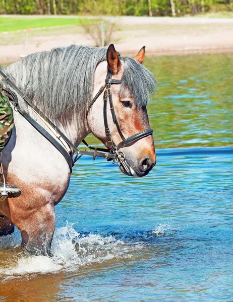 Retrato de cavalo de tracção belga no lago . — Fotografia de Stock