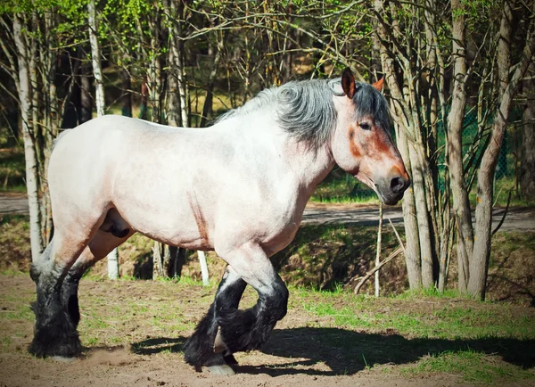 Running brabant stallion — Stock Photo, Image