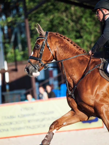 SAINT PETERSBURG-JULY 05: Rider Andrius Petrovas on Zuko S — Stock Photo, Image