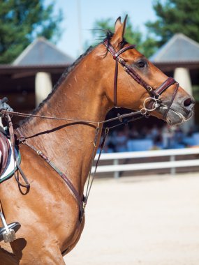 Portrait of jumping horse 