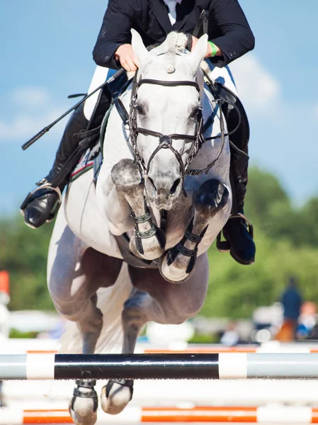 Springen wit paard met ruiter — Stockfoto