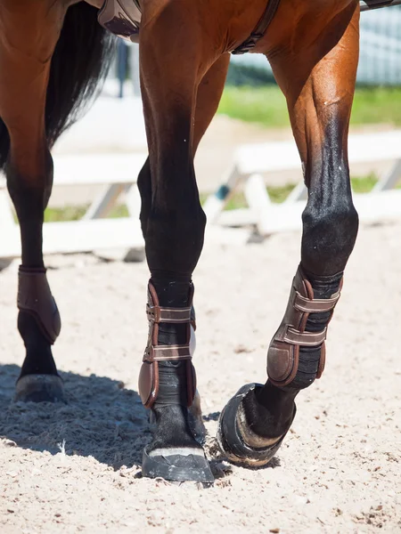 Benen van paard in beweging. Close-up — Stockfoto