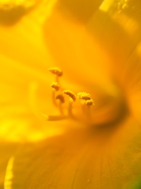 aşırı makro çekim. pistil ve ercik o ile arka plan