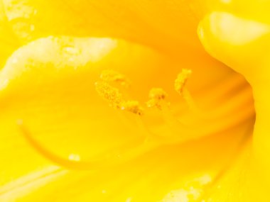 aşırı makro çekim. pistil ve ercik o ile arka plan