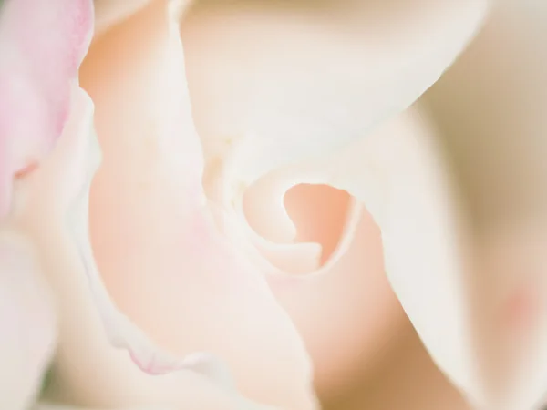 Macro tiro abstrato de bela flor de rosa branca. Costas florais — Fotografia de Stock