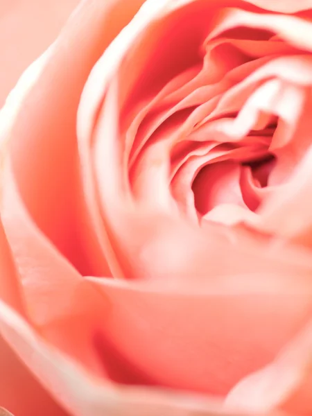Abstract macro shot of beautiful pink rose flower.  Floral backg — Stock Photo, Image