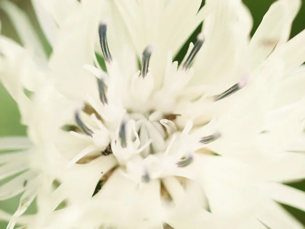 Abstract macro shot of beautiful white knapweed flower.  Floral — Stock Photo, Image