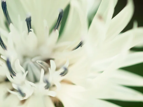 Abstract macro shot of beautiful white knapweed flower.  Floral — Stock Photo, Image