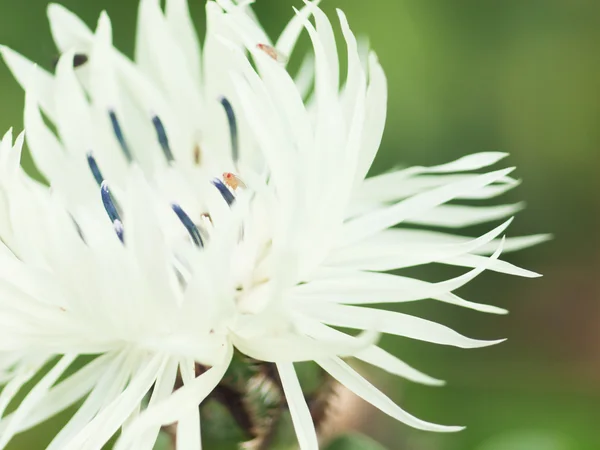 Aşırı makro çekim. Beyaz knapweed çiçek ve drosophila — Stok fotoğraf