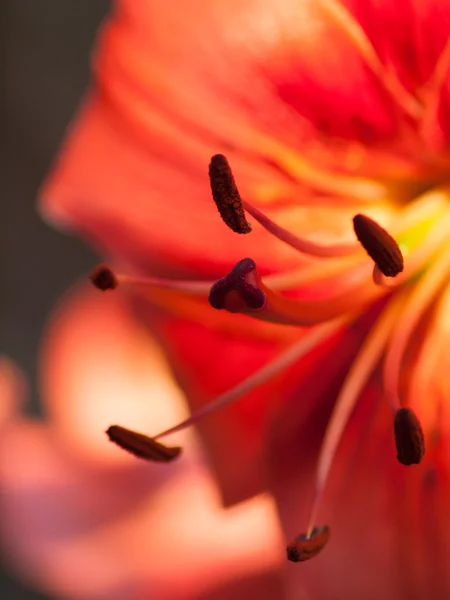 Um tiro de macro extremo. Fundo abstrato com pistilo e estame r — Fotografia de Stock