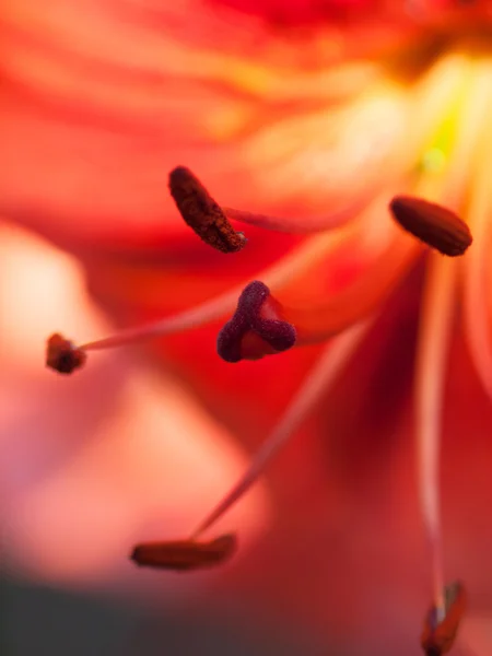 Extreme macro shot. Abstract background with pistil and stamen r — Stock Photo, Image