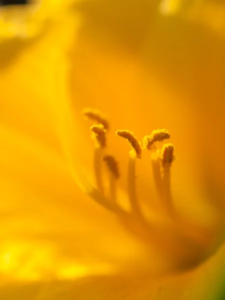 Extreme macro shot. Abstract background with pistil and stamen o — Stock Photo, Image