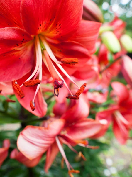 Kırmızı lily ile arka plan — Stok fotoğraf