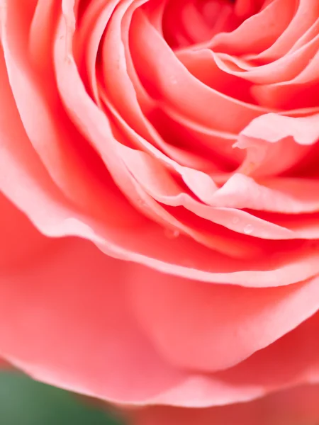 Abstract macro shot of beautiful pink rose flower.  Floral backg — Stock Photo, Image