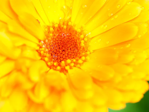 Orange flower of calendula. Background. Close-up. — Stock Photo, Image