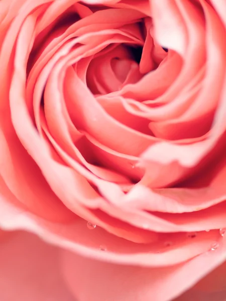 Macro tiro abstrato de bela rosa rosa flor. Retrocesso floral — Fotografia de Stock
