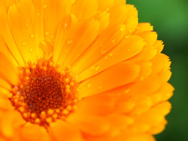Calendula çiy ile portakal çiçeği. arka plan. yakın çekim. — Stok fotoğraf