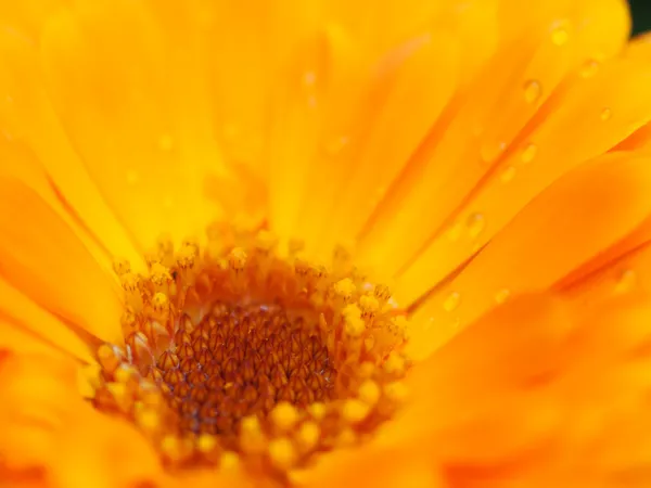 Orange flower of calendula with dew. Background. Extreme macro s — Stock Photo, Image