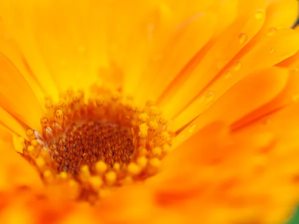 Orange flower of calendula with dew. Background. Extreme macro s — Stock Photo, Image