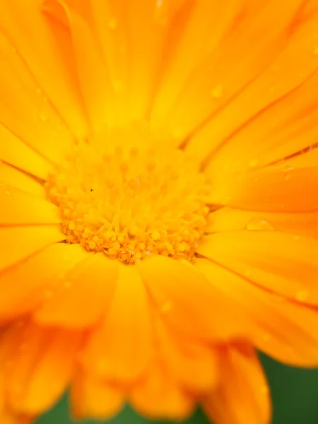 Orange flower of calendula with dew. Background. Macro — Stock Photo, Image