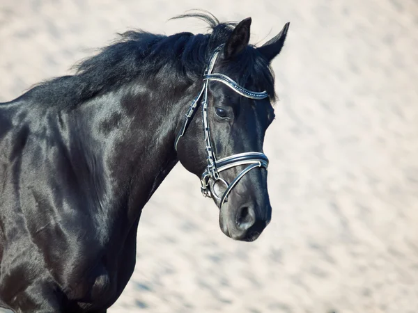 Retrato de belo cavalo preto no deserto em movimento — Fotografia de Stock