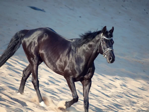 Piękny czarny koń na pustyni — Zdjęcie stockowe