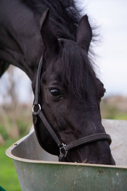 Yeşil çimen tarlasında elma ve müsli yiyen güzel siyah at portresi. sonbahar sezonu