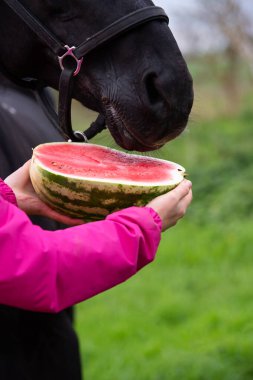  Siyah at portresi ve yarım karpuz. Açık havada. Beslenme kavramı