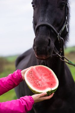  At portresi ve dışarıda poz veren yarım karpuz. Kapat. Beslenme kavramı