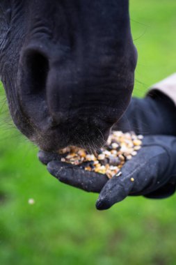 Siyah sportif at müsli yiyor. Kapat. at besleme konsepti